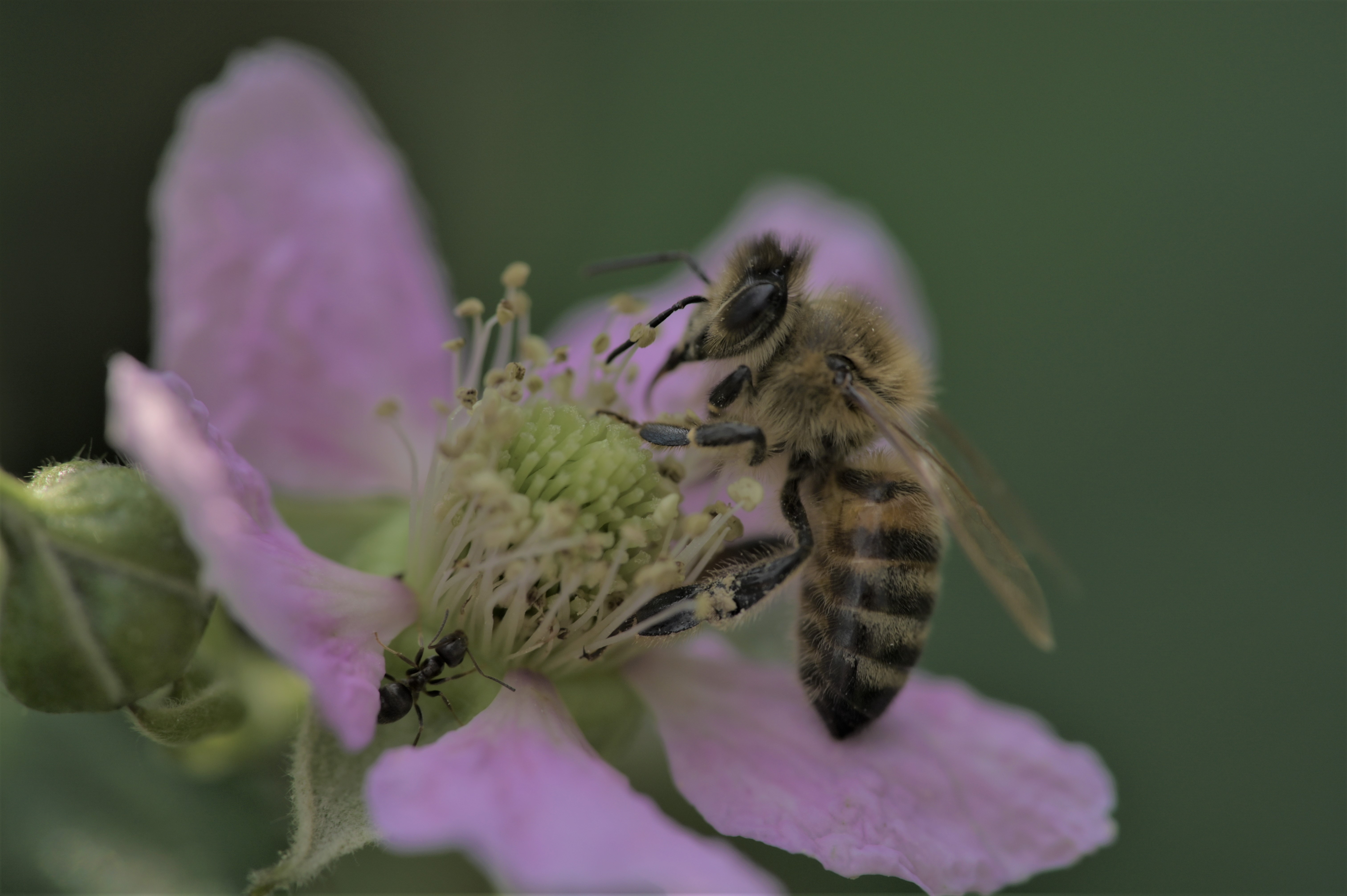 Wie geht es unseren Insekten/ Biene/ In One Media
