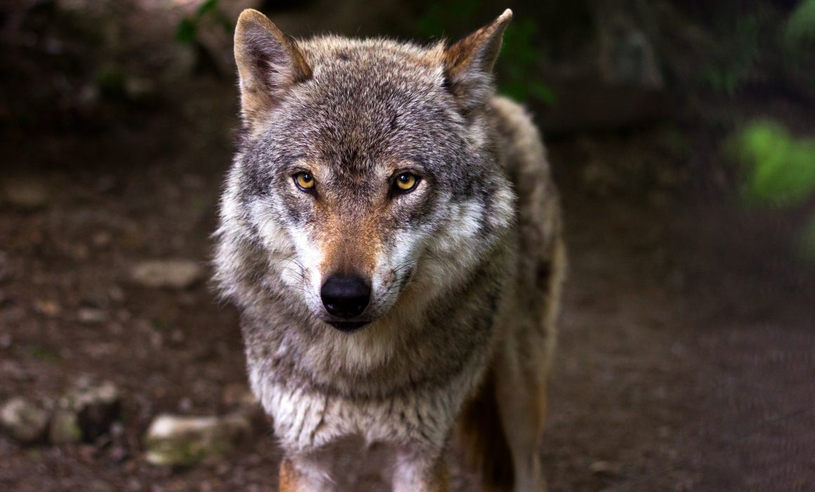 Schüsse in der Wolfsheide