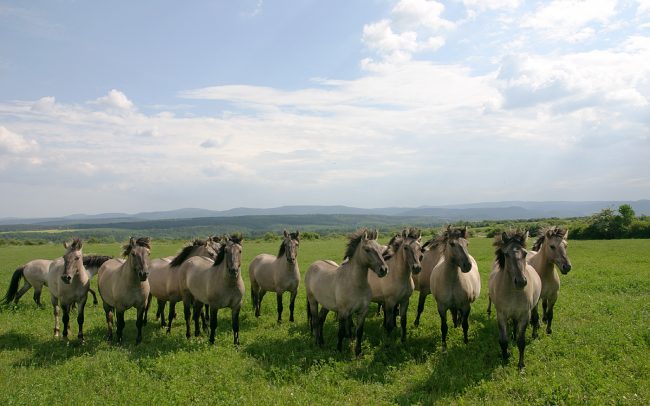 Thüringeti