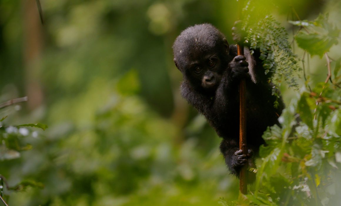 Mountain gorillas under stress