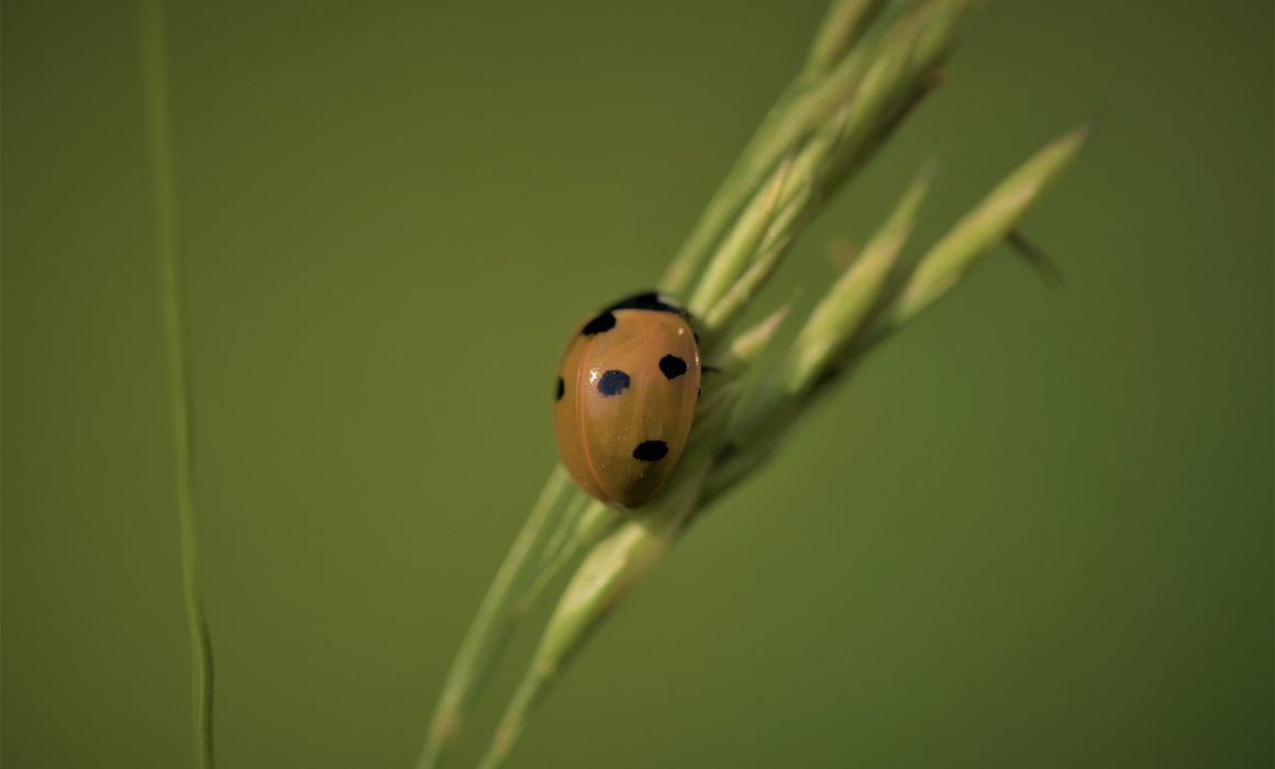 Wie geht es unseren Insekten/ Marienkäfer/ In One Media