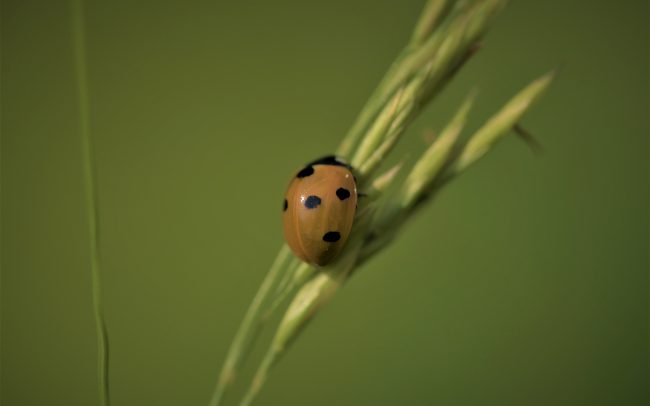 How are our insects/ ladybirds/ In One Media