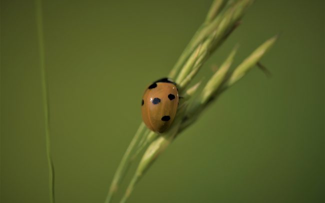 Wie geht es unseren Insekten/ Marienkäfer/ In One Media