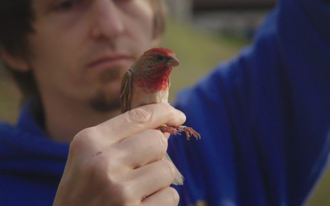 The Secret of the Birds - Cover Photo Crimson Finch