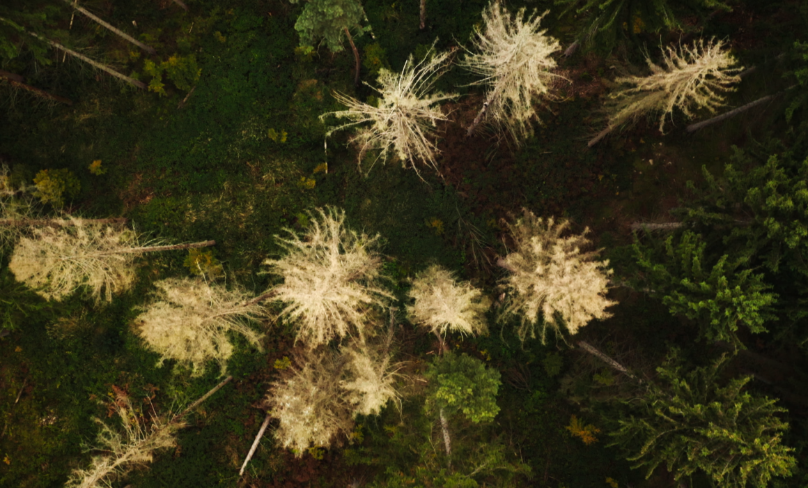 Exakt die Story: What to do when the spruces die?