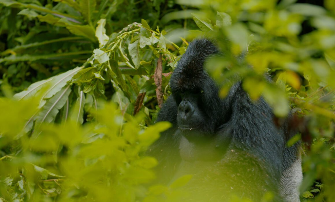 Wiederholung "Gorillas unter Stress" im TV