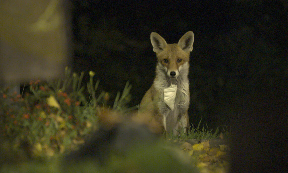 Plötzlich Stille - Wildtiere in der Pandemie