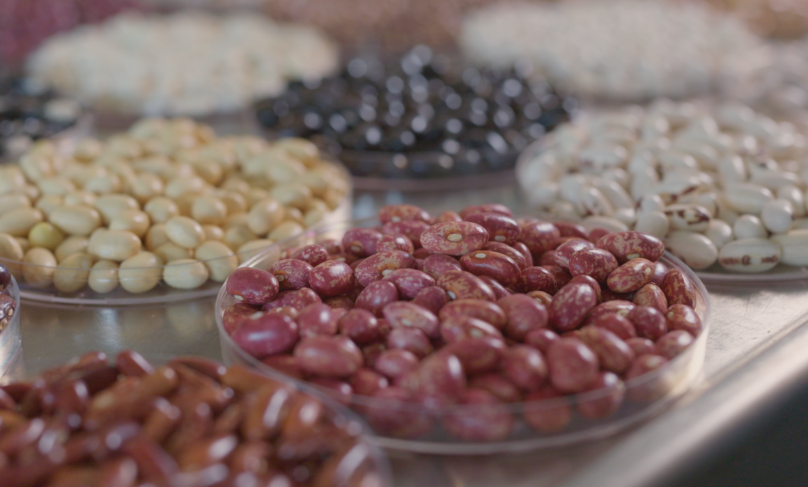 "Superfood Bohnen" von Jasmin Lakatoš für ARTE/ MDR