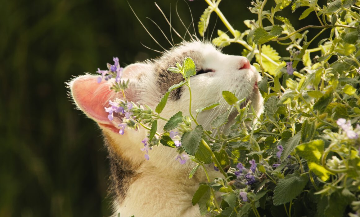 ©IN ONE MEDIA / Boas Schwarz