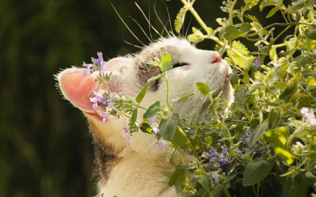 ©IN ONE MEDIA / Boas Schwarz